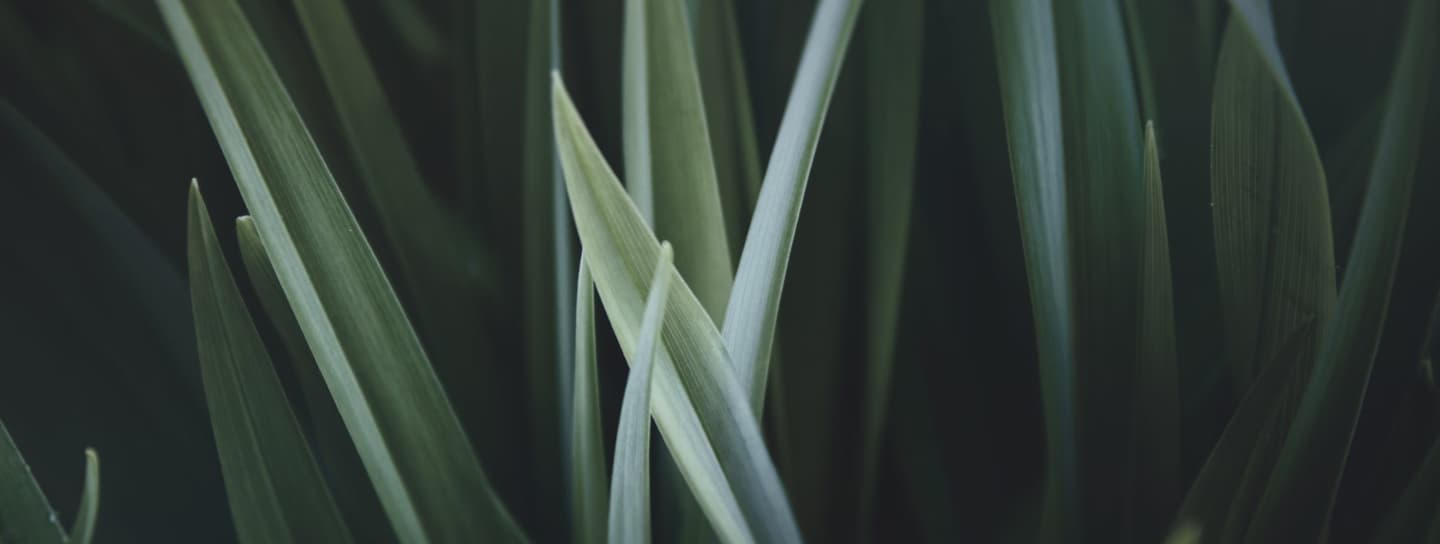 A closeup image of grass