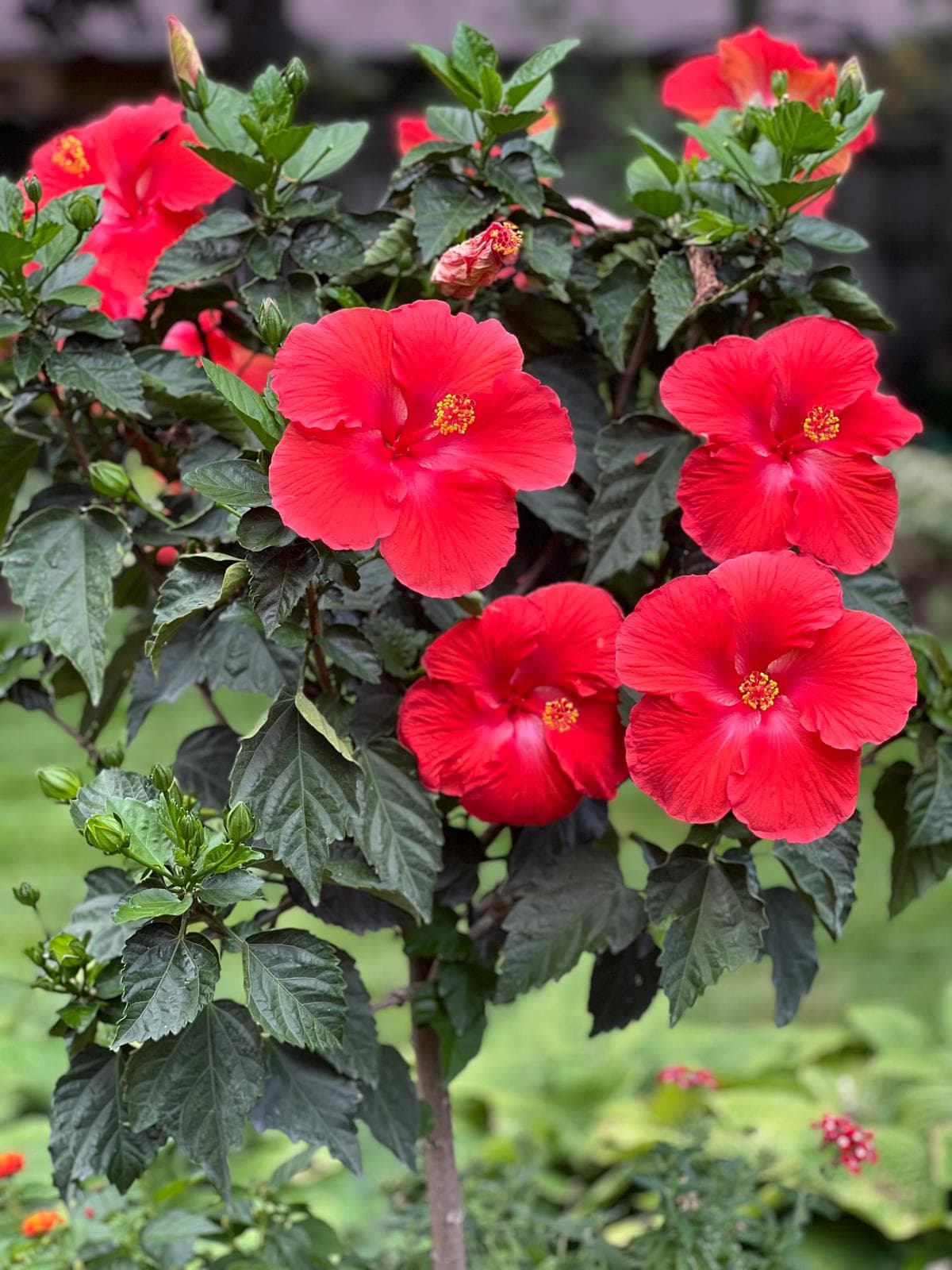 Beautiful red flowers