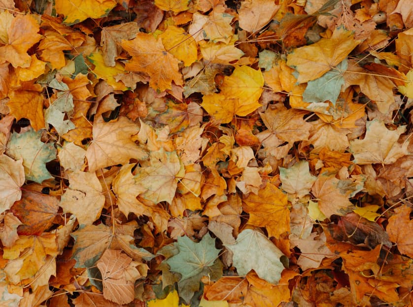 Yellow leaves on the ground