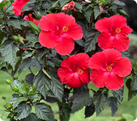 Beautiful red flowers