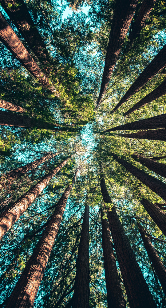 Trees in a forest on a sunny day