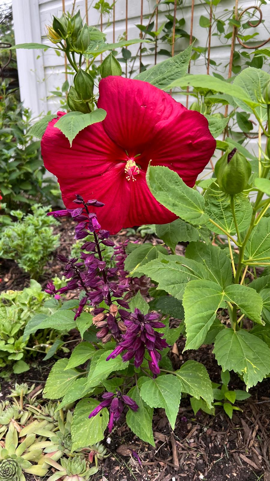 A beautiful red flower