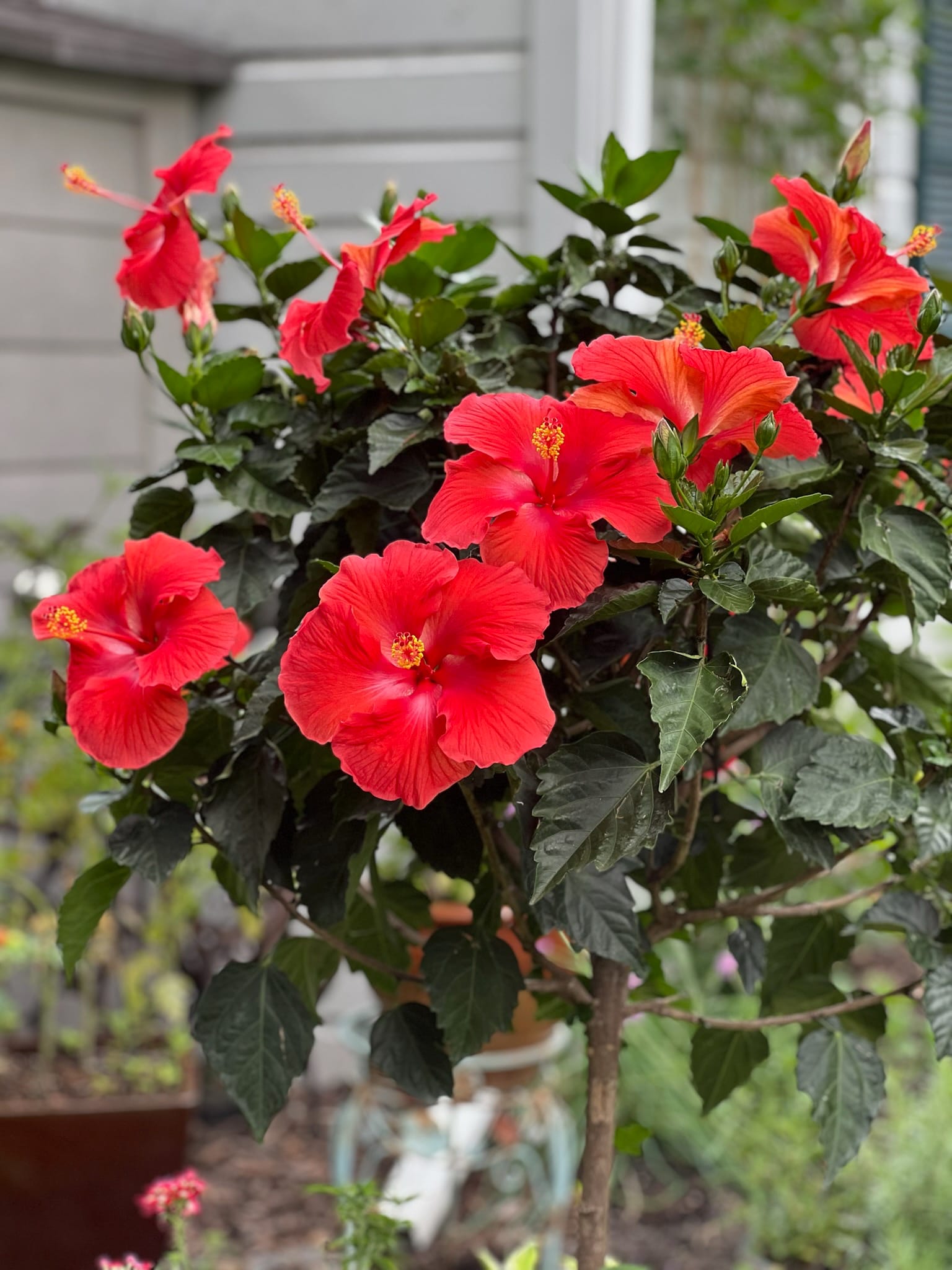 Beautiful red flowers