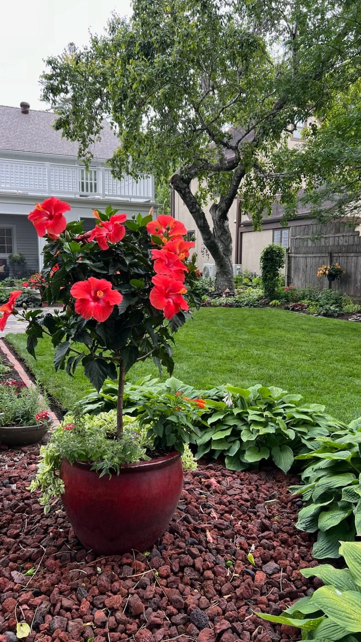 Beautiful red flowers in a backyard