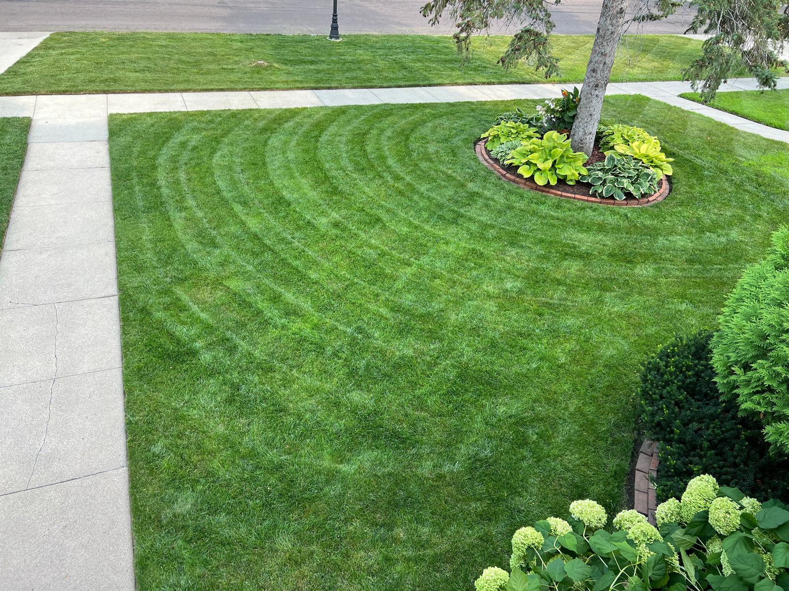 A freshly mowed lawn, green plants, white flowers, a tree