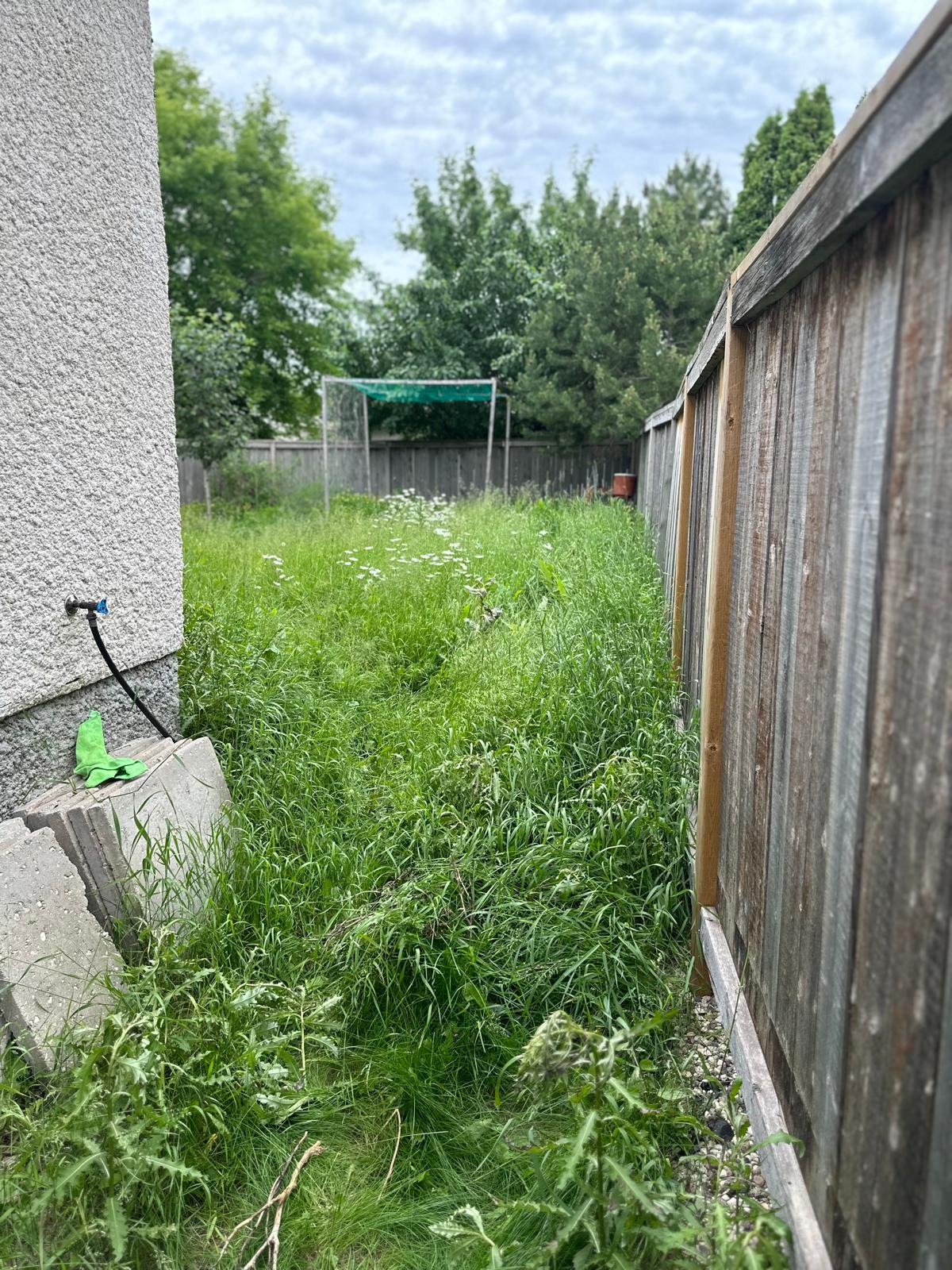 A lawn in a backyard before it was mowed