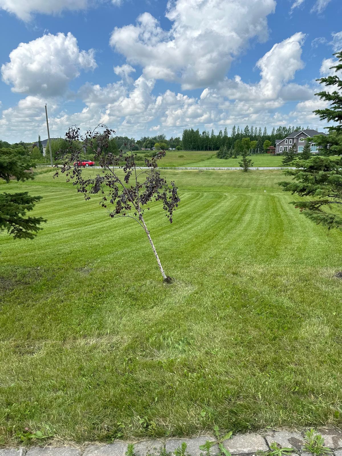 A freshly mowed lawn