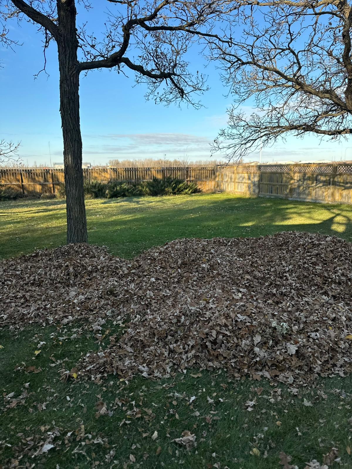 Yard covered in fallen leaves before cleanup.