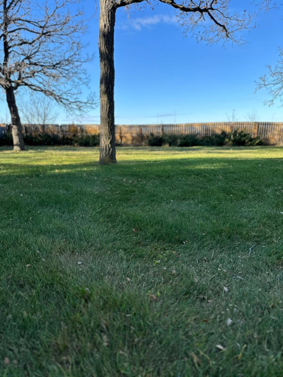 Clean yard with all leaves removed after cleanup.