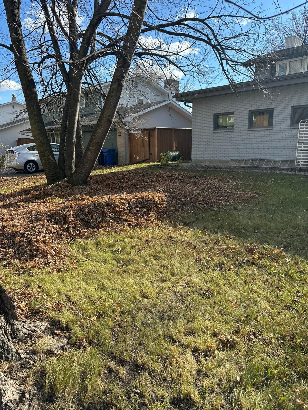 Yard covered in fallen leaves before cleanup.