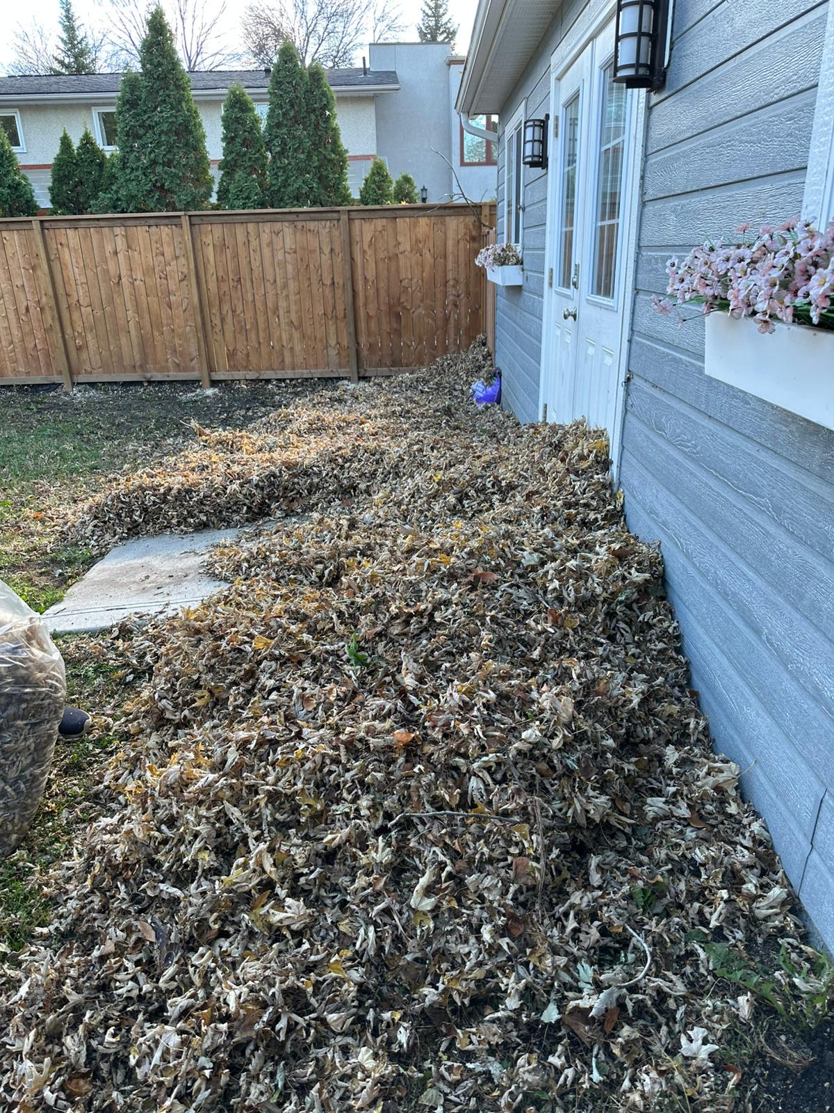 Yard covered in fallen leaves before cleanup.