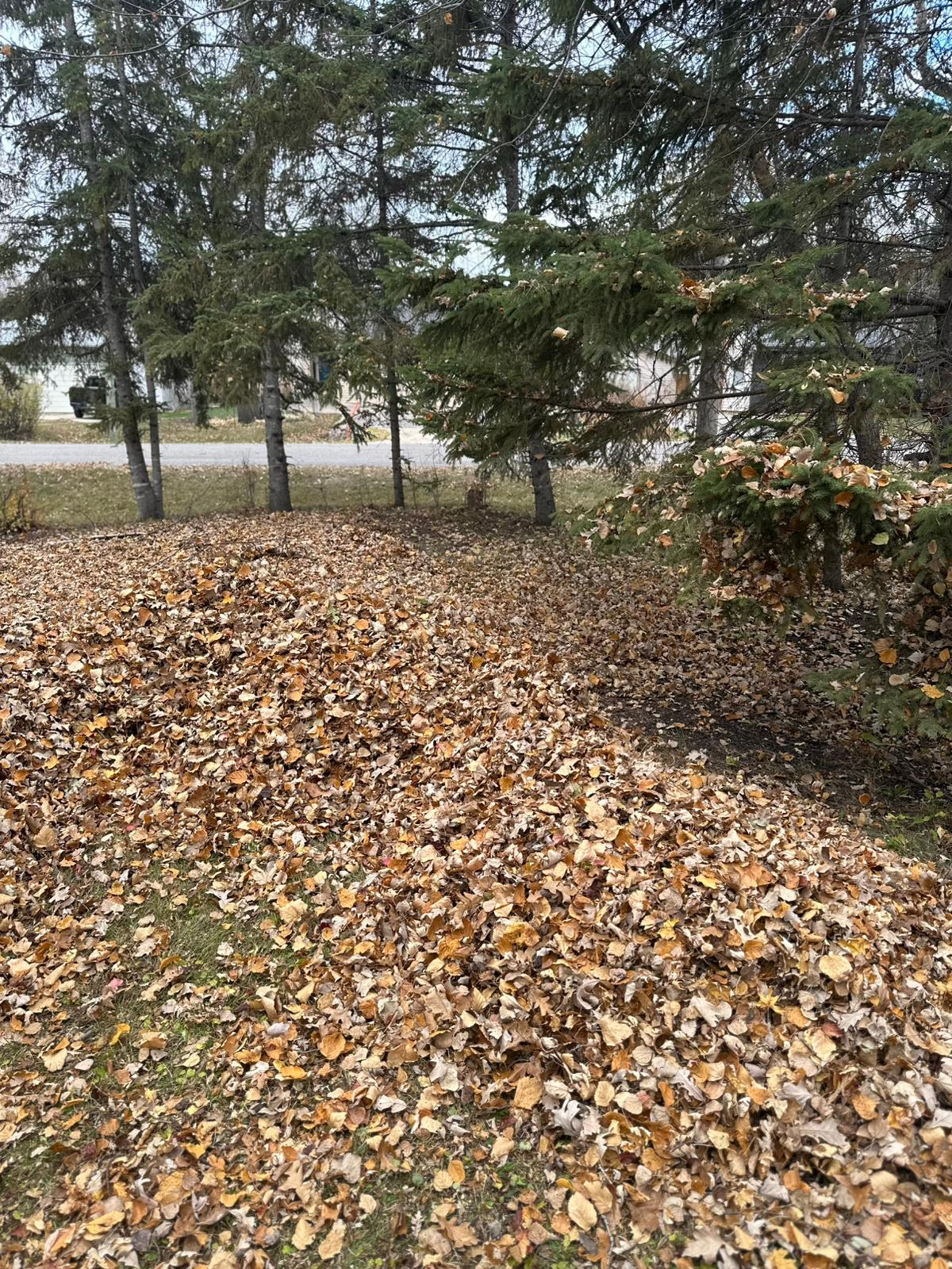 Yard covered in fallen leaves before cleanup.